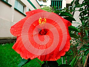 Flower Hibiscus, Flor hibisco photo