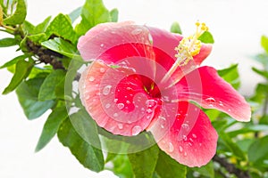 Flower Hibiscus-Malvaceae photo