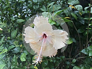 Flower of Hibiscus Plant in Tropical Country