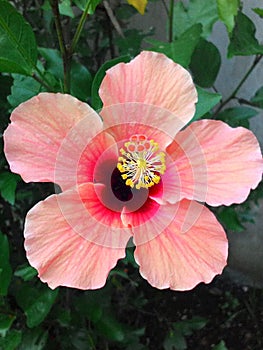 Flower - Hibiscus rosa-sinensis L photo
