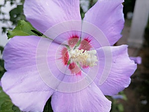 Flower of Hibiscus syriacus Syrian ketmia