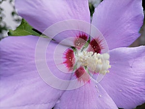 Flower of Hibiscus syriacus Syrian ketmia