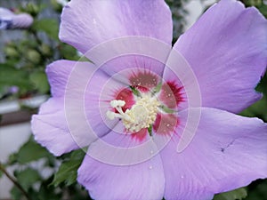 Flower of Hibiscus syriacus Syrian ketmia