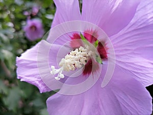 Flower of Hibiscus syriacus Syrian ketmia