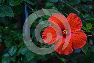 flower Hibiscus (Hibiscus rosa-sinensis L ) red color that grows in the yard. Big flowers, red and odorless photo