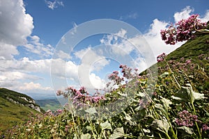 Flower in high mountains