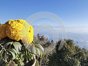 Flower in the Himalaya mountains
