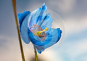 Flower Himalayan blue poppy Meconopsis betonicifolia