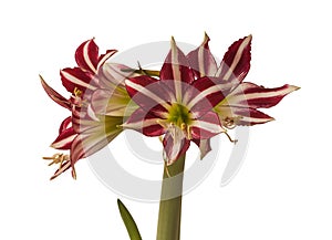 Flower   Hippeastrum amarillis