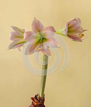 Flower Hippeastrum amarillis green and pink  Trumpet  group