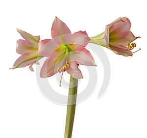 Flower Hippeastrum amarillis green and pink  Trumpet  group