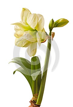 Flower Hippeastrum amaryllis `Marilyn`  on a white background isolated