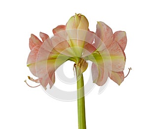 Flower Hippeastrum amaryllis salmon pink color on a white background isolated