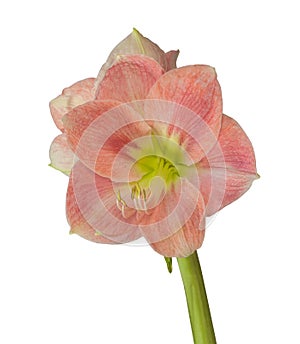 Flower Hippeastrum amaryllis salmon pink color on a white background isolated