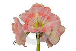 Flower Hippeastrum amaryllis salmon pink color on a white background isolated