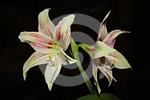 The flower hippeastrum giraffe on a black background