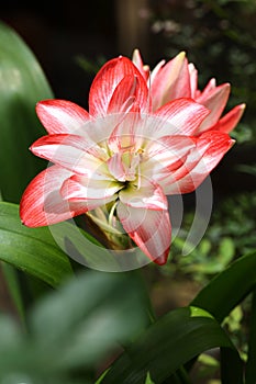 The flower of Hippeastrum striatum photo