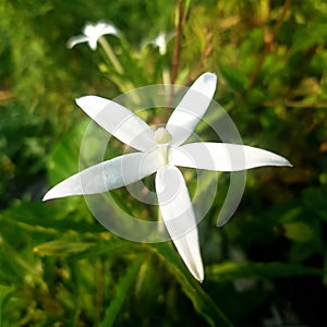 The flower of Hippobroma longiflora,also called Star of Bethlehem or madamfate plant photo