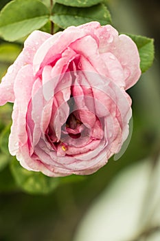 Erotic rose flower