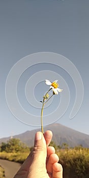 Flower hnail beauty nature