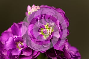 Flower of a hoary stock, Matthiola incana