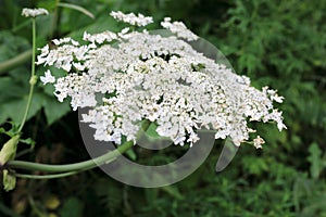 Flower of Hogweed