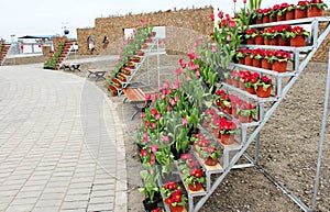 On the flower-holder, flowers bloom.