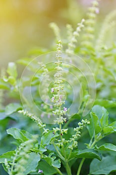 Flower of holy basil or tulsi leaves