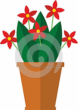 Flower, home plant in ceramic pot