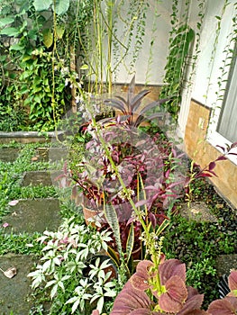 Flower in homegarden