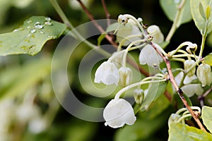 Flower of a Honeycup, Zenobia pulverulenta