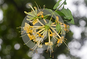 Flower of Honeysuckle or Woodbine photo