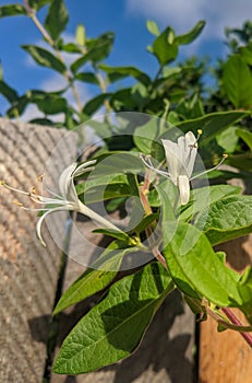 Flower of Honeysuckles Caprifolium Mill