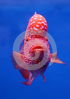 Flower horn cichlid fish on blue screen