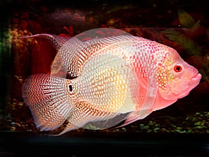 Flower Horn fish