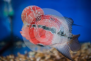 Flower Horn Fish
