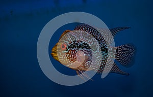 Flower horn fish - blue background