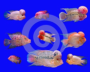Flower horn fish series