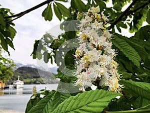 Flower of Horse-chestnut tree Aesculus hippocastanum