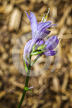 Flower Hosta plantaginea Lam. Aschers HPA, a species in the family Liliaceae