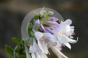 Flower of a Hosta sieboldii.