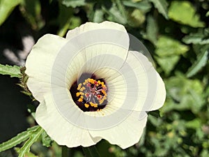 Flower-of-an-hour Hibiscus trionum, Bladder hibiscus, Bladder ketmia, Bladder weed, Flower-of-the-hour, Modesty, Puarangi
