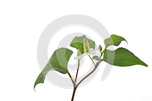 Flower of houttuynia on a white background