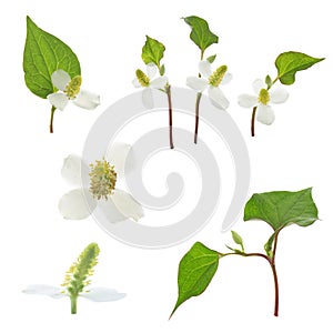 Flower of houttuynia on a white background