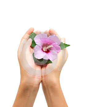 Flower in human hands