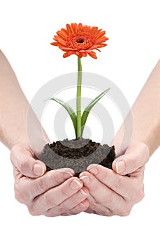 Flower in human hands