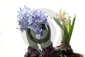 Flower hyacint spring closeup white background photo