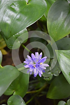 Flower hyacinth