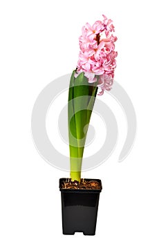 Flower a hyacinth