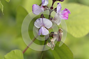 Flower of a hyacinth bean, Lablab purpureus